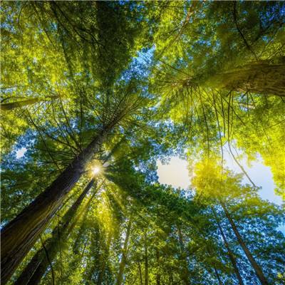 六项行动促规范提升 东阳推动木雕红木产业稳健发展
